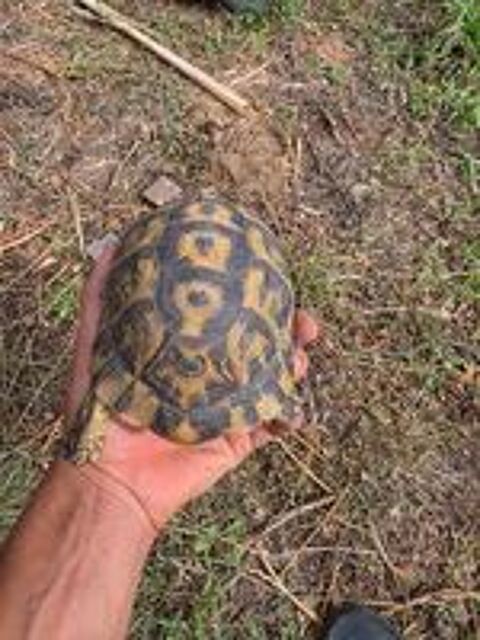   Tortue femelle  