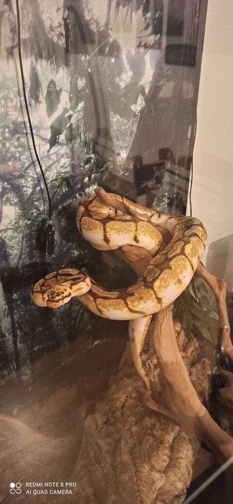 Python Bumbulbee femelle 8 ans. 100 75012 Paris