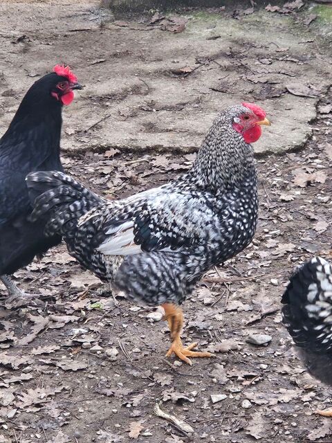 Coq 15 26110 Sainte-jalle