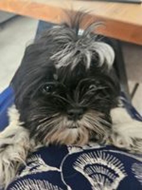   Chiots mâles et femelle Shih-tzu inscrits au LOF 
