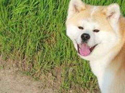   SAILLIE  Akita Inu LOF  