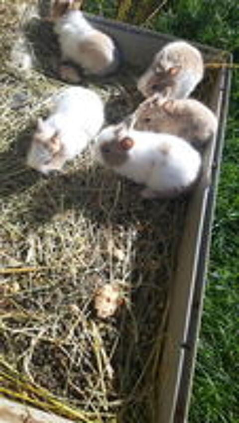   Bb lapins nains toys et bb lapins bliers nains. 