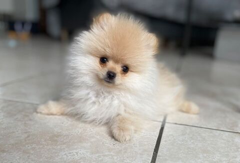 Magnifique chiot m&acirc;le spitz nain non lof 0 56340 Carnac