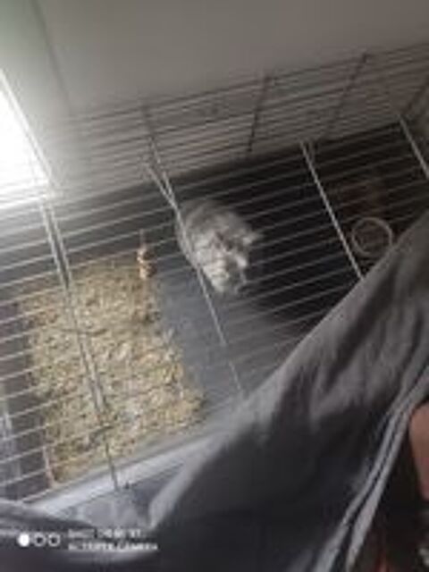   Lapin angora  