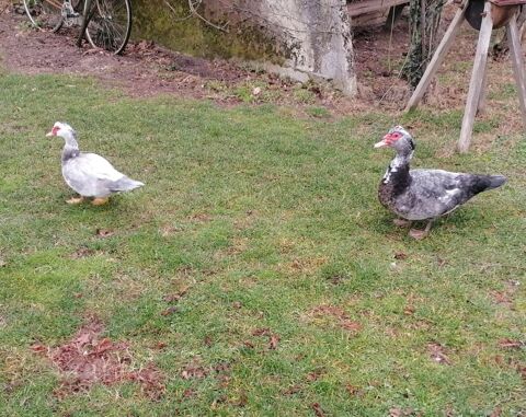 couple canard barbarie 50 26300 Bourg-de-page