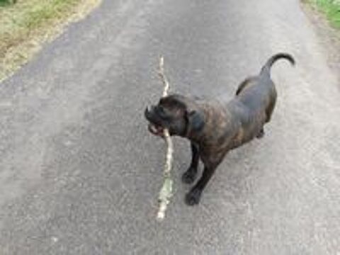  Chienne cane corso  