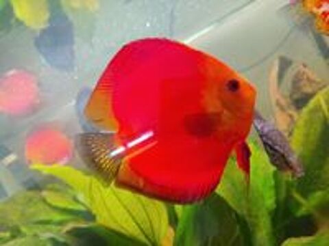   Discus 