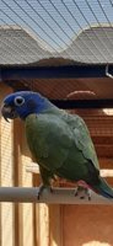   
Pionus Menstruus 