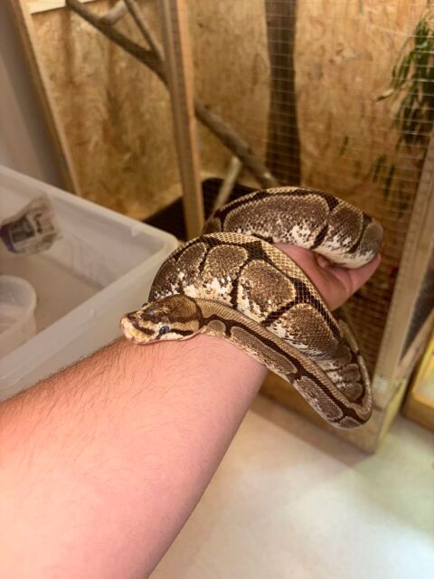Python 80 88700 Fauconcourt