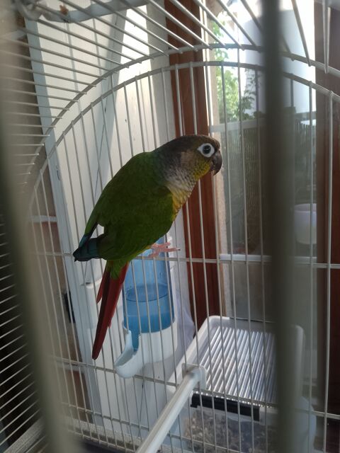 Conure femelle 130 18100 Vierzon