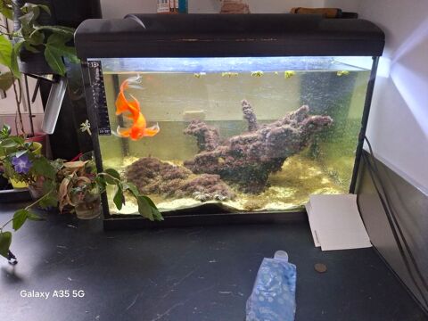 Aquarium 50l 20 59193 Erquinghem-lys