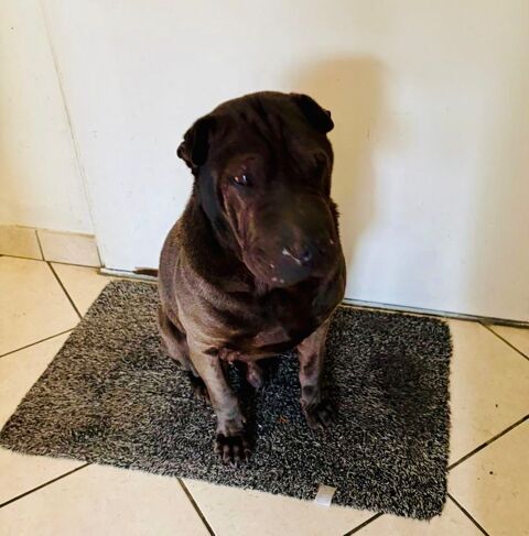 Sharpei plein d'amour  0 77400 Saint-thibault-des-vignes