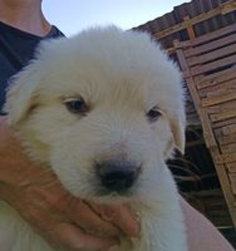   Chiot berger de la Maremme et des abruzzes  