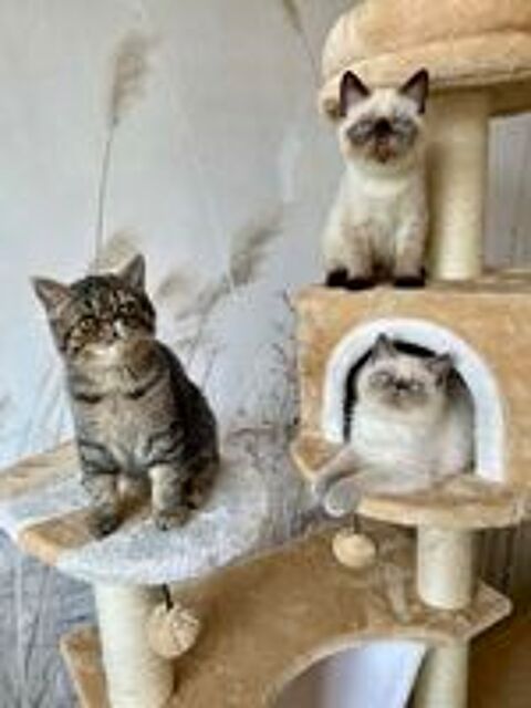   Chatons Exotic Shorthair LOOF santé et câlins garanties 