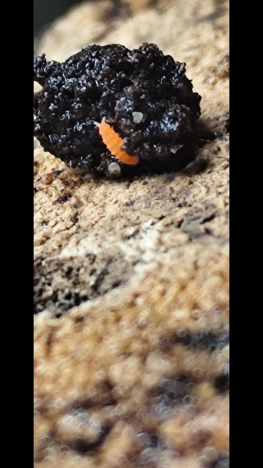   Collemboles orange/Yuukianura aphoruroides 
