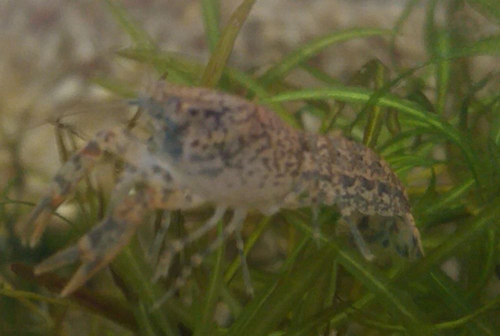   Écrevisses Cambarellus Diminutus.  
