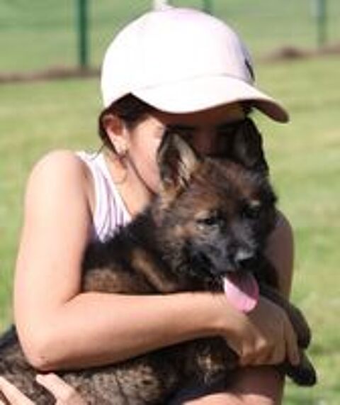   Chiot Berger Allemand gris  non lof 