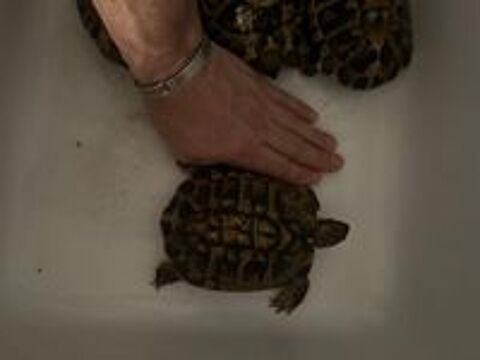   Propose Tortues Femelle, terrestre adulte 