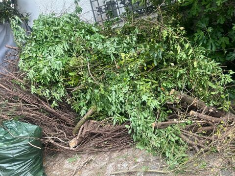 Besoin d'aide pour enlever branches &agrave;  S&egrave;vres 30 92310 S�vres