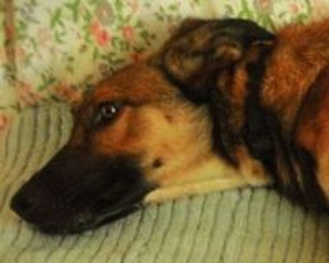   Donne chien 