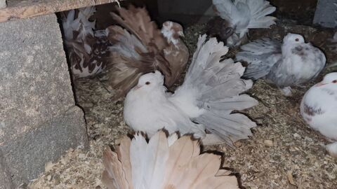 pigeons paons indiens 10 34450 Vias