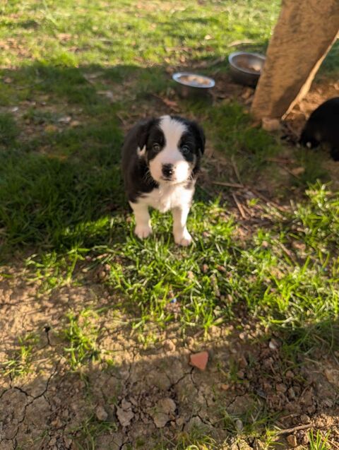 A reserver chiot border collie 0 81120 Lombers