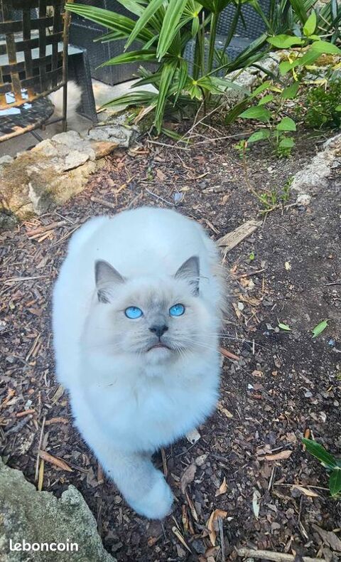 Magnifique RAGDOLL Loof pour levage 44810 Hric
