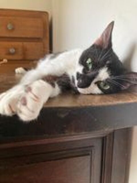   JULIETTE Jeune chatte affectueuse et douce 