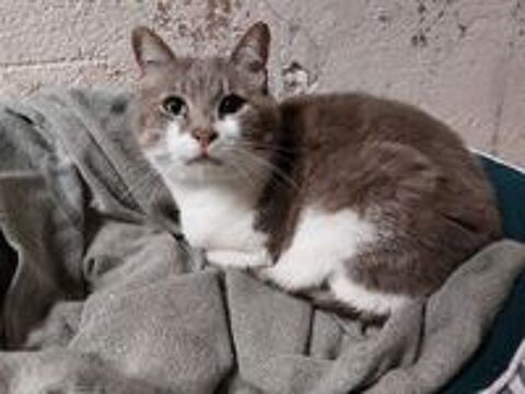   Capucin gentil chat timide 6 ans cherche adoptant(e) 