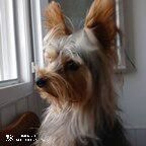   Yorkshire m�le pour saillie 