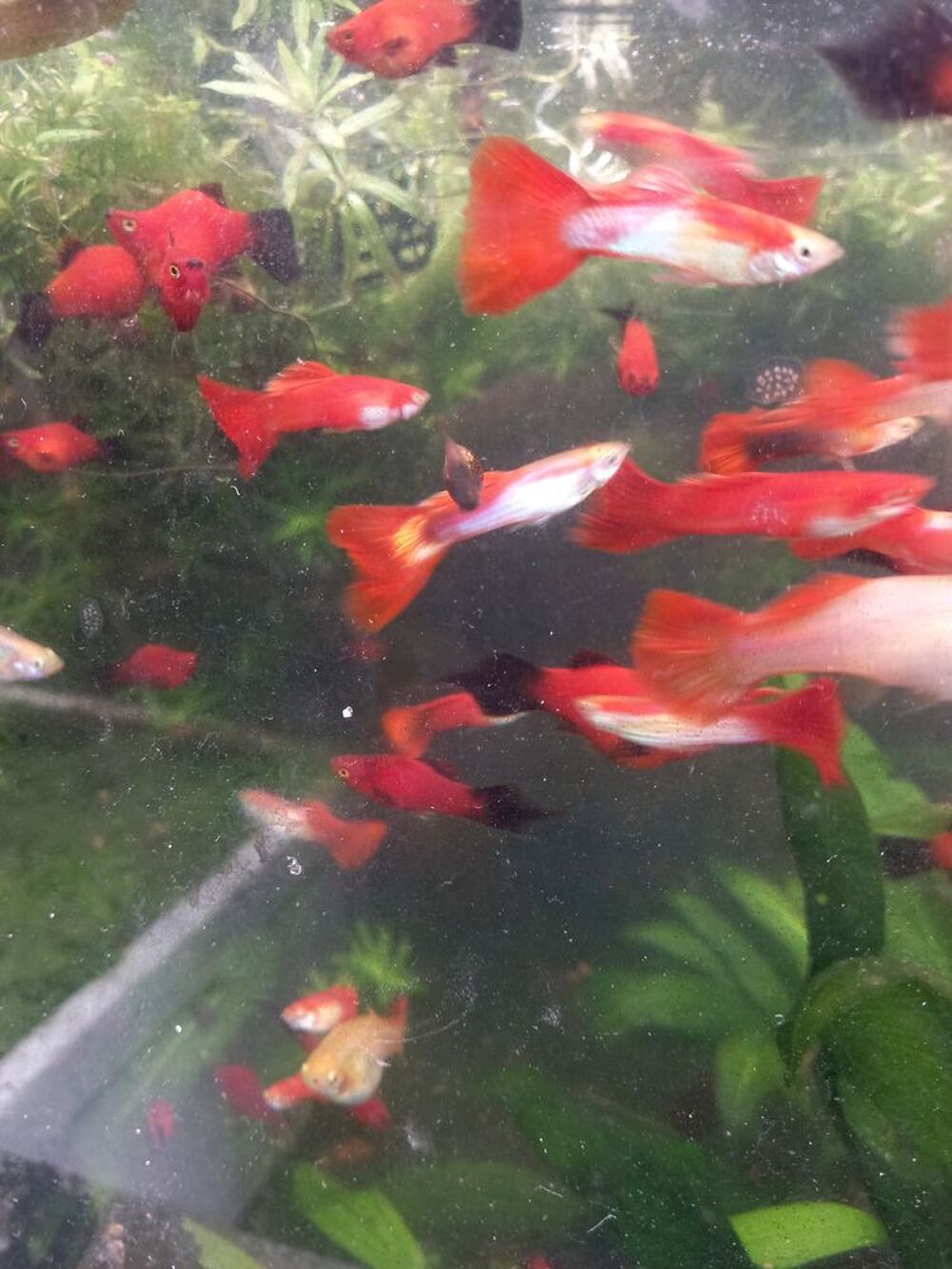   ferme discus barbin .  