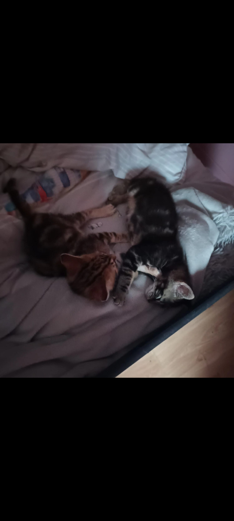 Duo frère et soeur 0 77130 Marolles-sur-seine