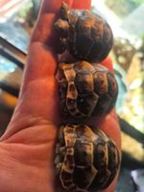   Belle tortue testudo ibera greca 75 