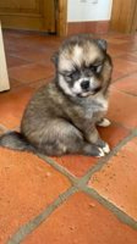   Chiots POMSKY 