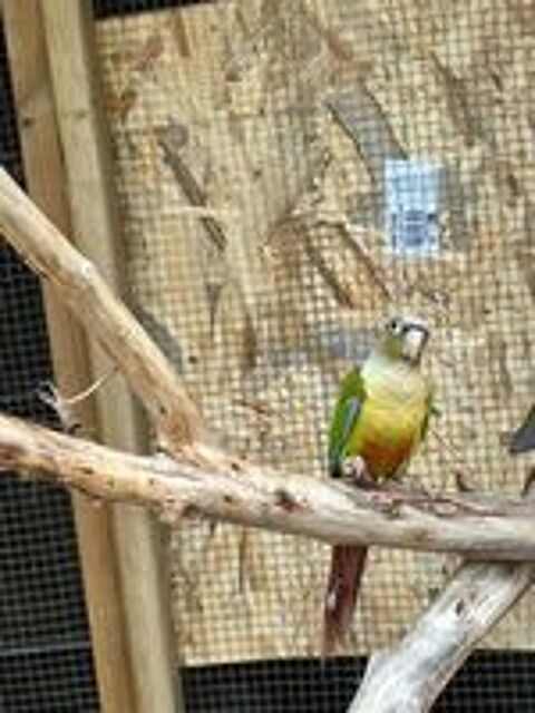   Conure molinae ananas 