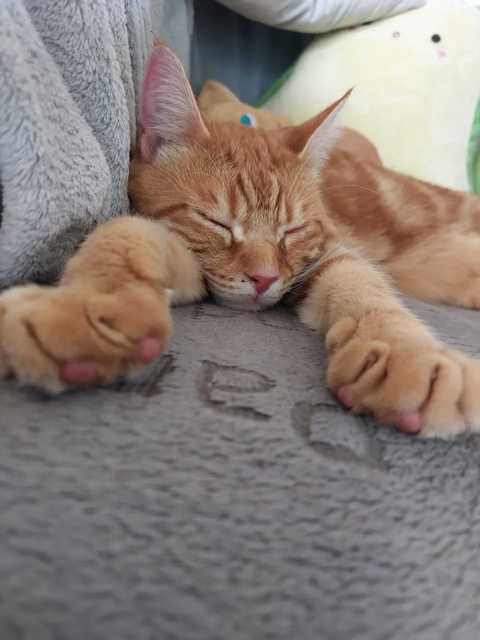 Milo 190 44000 Nantes