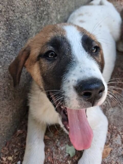 Chien TIC &agrave; l adoption 300 26330 Châteauneuf-de-galaure