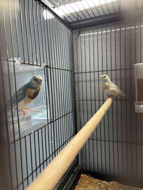 &Eacute;change diamant gould couleur rare 0 53230 Coss�-le-vivien