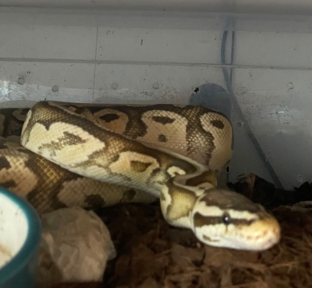   Pythons royaux  