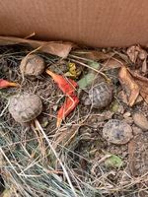   Tortue terrestre naissance mois d'aout 2026 