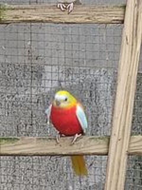   turquoisines dos jaune et dos rouge  