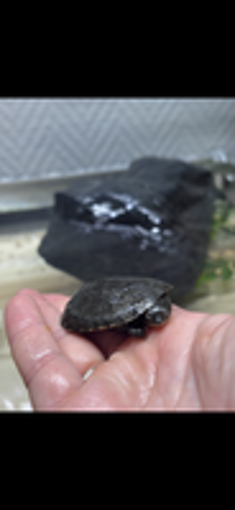   TORTUE D'EAU 