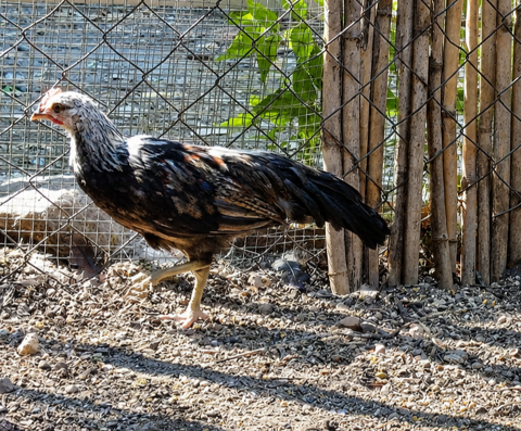 Onagadori argent&eacute; coq 20 34750 Villeneuve-lès-maguelone
