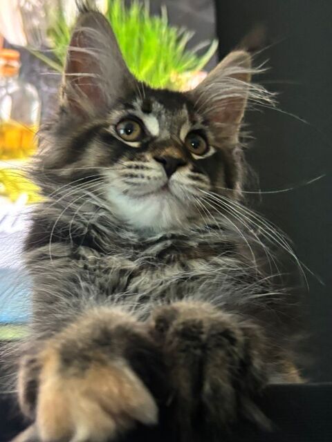 Chaton Maine Coon LOOF Femelle 1000 42290 Sorbiers