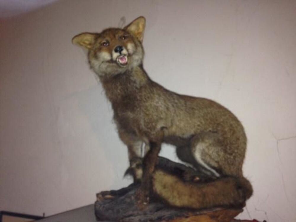 Renard empaill&eacute; bon &eacute;tat 