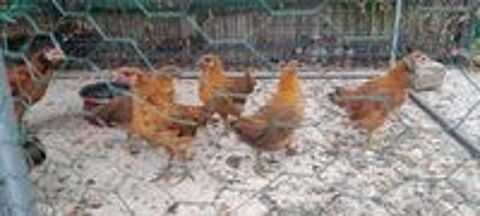   poulets 