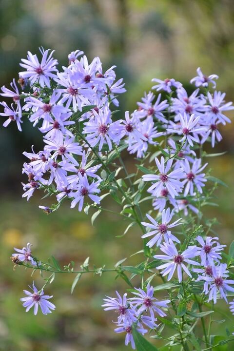 Aster 'Little Carlow' 3 Sainte-Genevive-des-Bois (91)