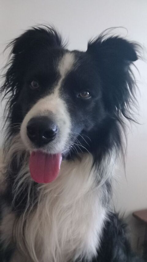 Cherche femelle border collie 0 35380 Paimpont