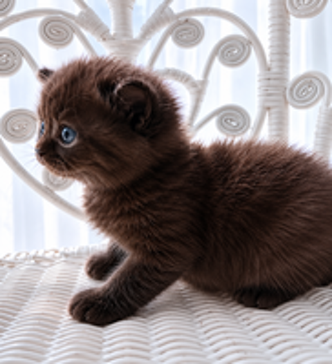  Chatons British 