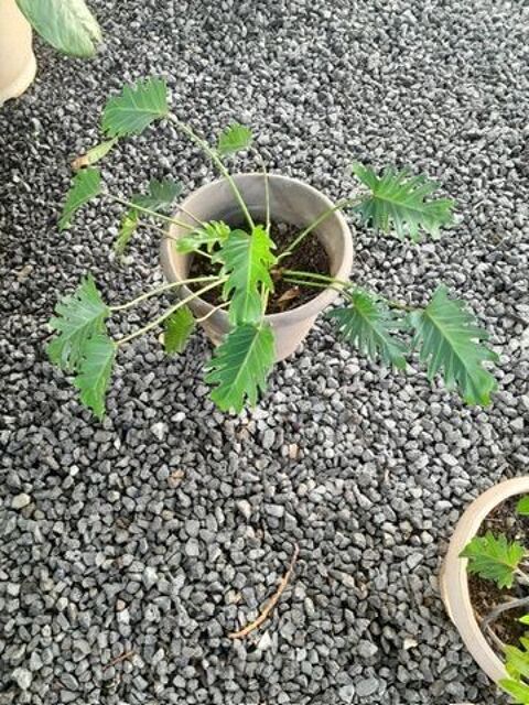 Plante Philodendron Saint-Philippe (97)